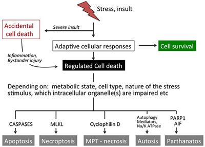 Cell Death in the Developing Brain after Hypoxia-Ischemia